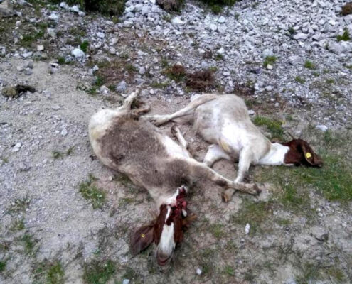 Betrunkene Asylbewerber schlitzen Ziegen auf