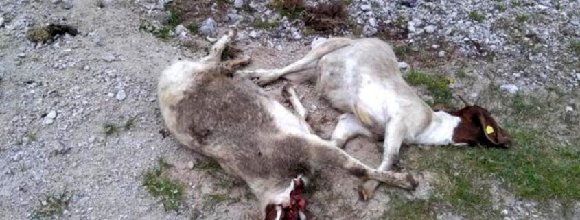 Betrunkene Asylbewerber schlitzen Ziegen auf