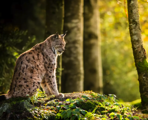 Nach Zoff und auf drängen der SVP: Luchs im Muotatal abgeschossen.