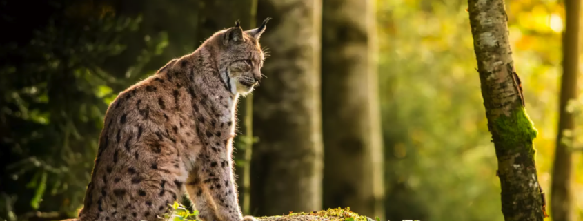 Nach Zoff und auf drängen der SVP: Luchs im Muotatal abgeschossen.